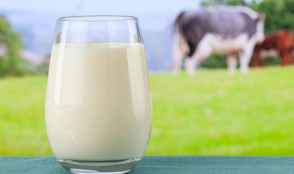 عکس شیر - ماده غذایی پورتئین دار