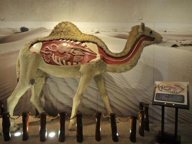 موزه شتر دبی
