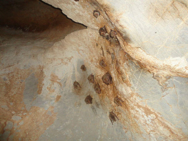 گونه های نادر خفاش در غار کونه شم‌شم 