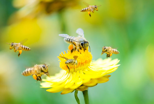 زنبوران کارگر - ژل رویال برای ناباروری
