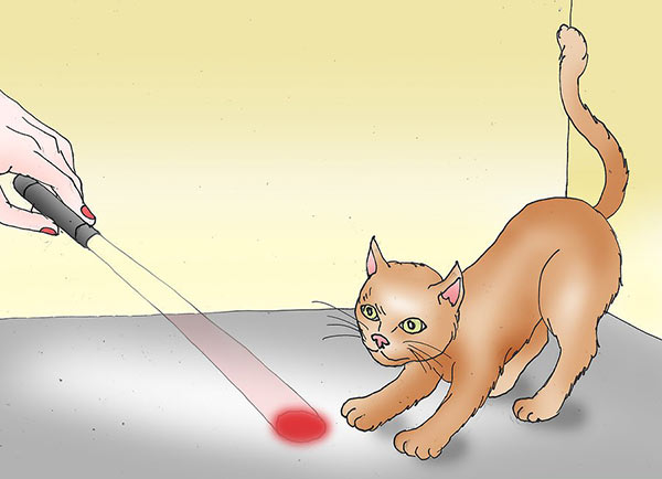عکس وسایل بازی گربه با هدف شکار - لیزر و چراغ قوه