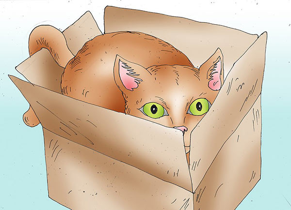 عکس آماده کردن وسایل بازی گربه با وسایل خانه - جعبه
