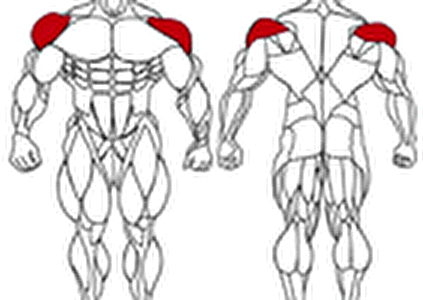 حرکات ورزشی مخصوص شانه (Shoulder) - بدنسازی