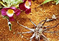 خواص گیاه پنجه شیطان چیست و مصرف آن چه مضراتی دارد؟