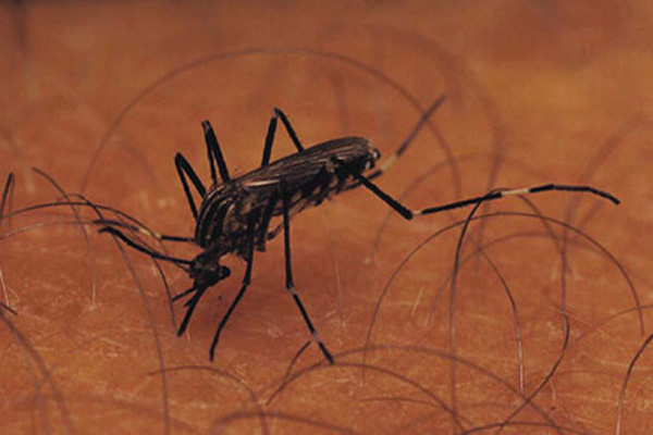 روش های درمان نیش حشرات در کودکان
