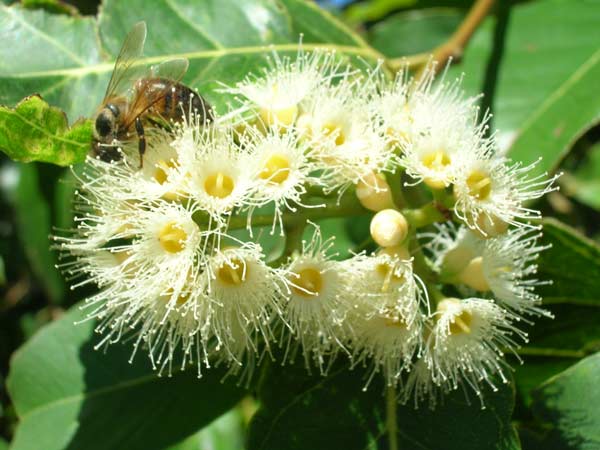 خواص عسل اکالیپتوس چیست؟