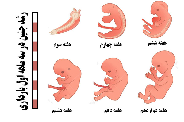 رشد جنین در سه ماهه اول