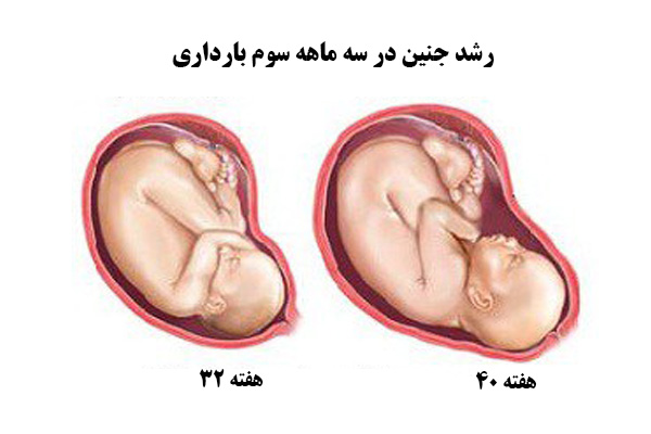  رشد جنین در سه ماهه سوم