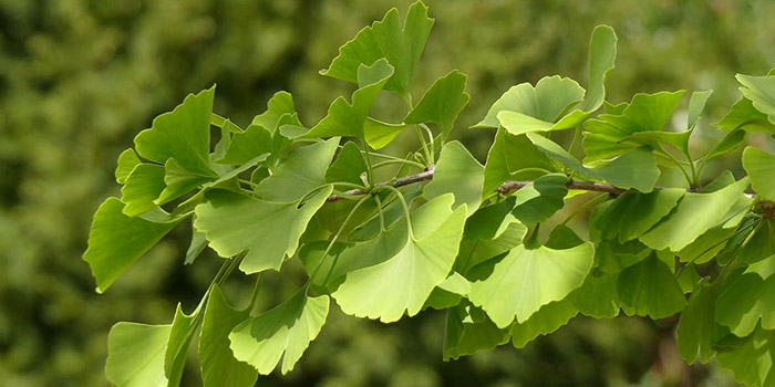 گیاه جینکوبیلوبا 