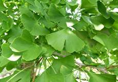 گیاه جینکوبیلوبا چیست و چه خواصی دارد؟