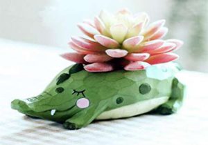 گل‌ های آپارتمانی کم نور