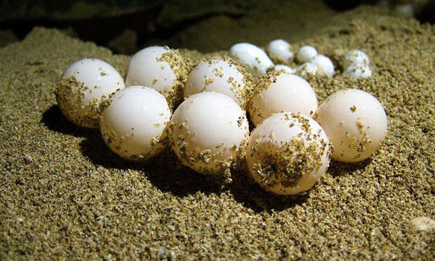 تخم گذاری لاکپشت‌های پوزه عقابی در جزیره کیش