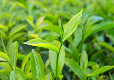 معرفی گیاه درخت چای و خواص درمانی روغن آن