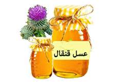 خواص عسل قنقال چیست؟