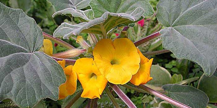 عکس گیاه آنکارینا روزلیانا 