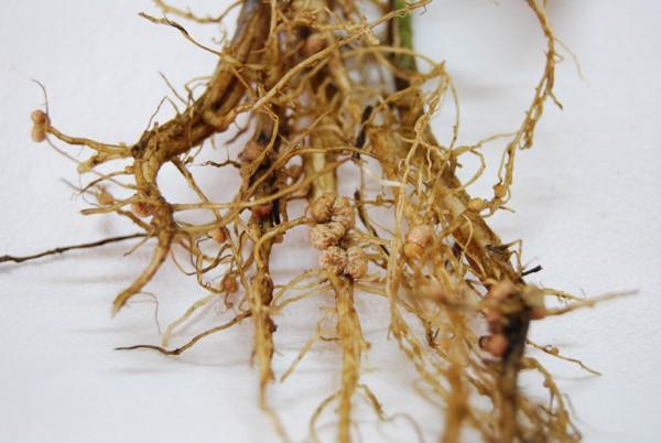 دانه‌های ریزوبیم یافته شده در ریشه گیاهان