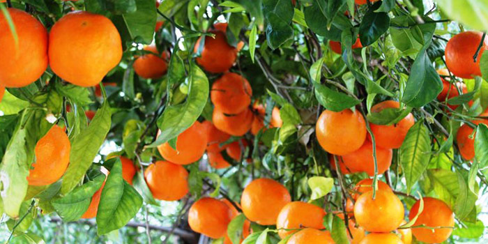درخت پرتقال - کاشت درخت پرتقال خونی در گلدان