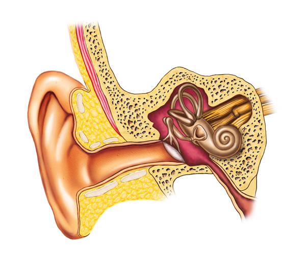 درمان عفونت گوش میانی