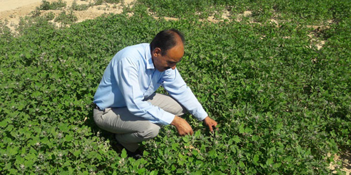 نحوه کاشت کینوا در ایران