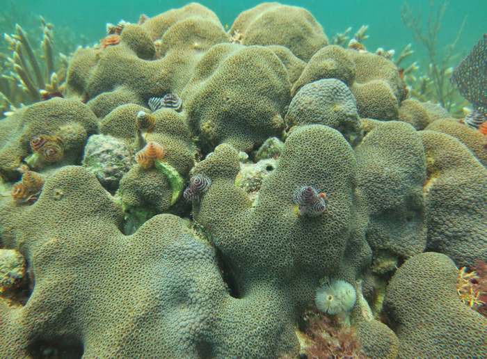 مرجان‌های دریایی در کجا زندگی می‌کنند؟