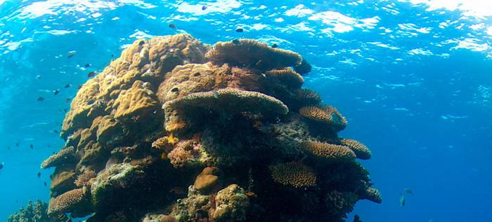 مرجان‌های دریایی در کجا زندگی می‌کنند؟