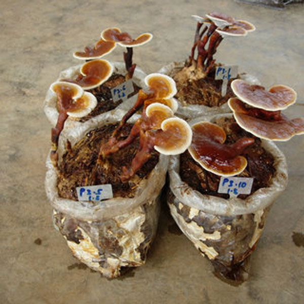 شیوه کشت و پرورش قارچ گانودرما