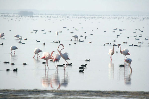 دریاچه پریشان، محل تجمع پرندگان مهاجر