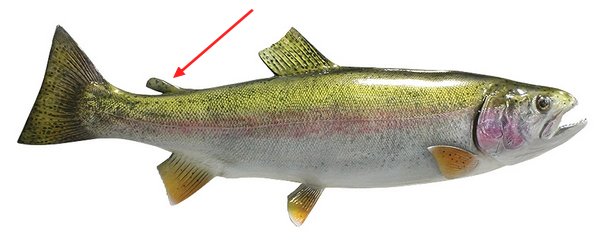 نقش و چگونگی عمل باله چربی در ماهی