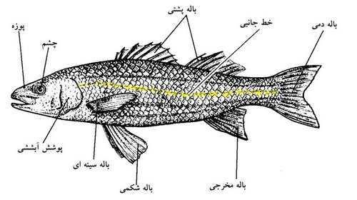 نقش و چگونگی عمل انواع باله در ماهی//