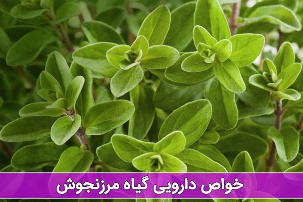 خواص دارویی گیاه مرزنجوش