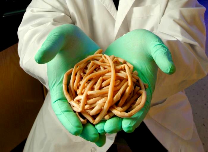 کرم آسکاریس چه نوع انگلی است؟ کرم آسکاریس چه نوع انگلی است؟