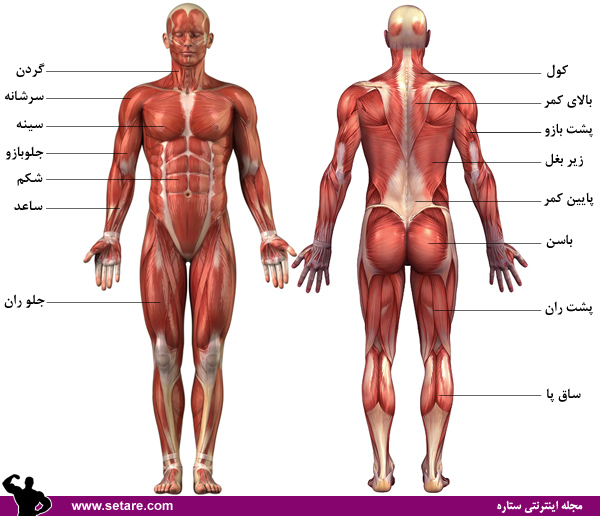 حرکت بدنسازی حرکت بدنسازی / برنامه بدنسازی