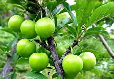 طبع گوجه سبز سرد است یا گرم؟