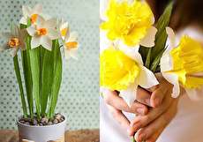 تزیینات نیمه شعبان (آموزش گل آرایی با دو مدل گل نرگس زیبا)