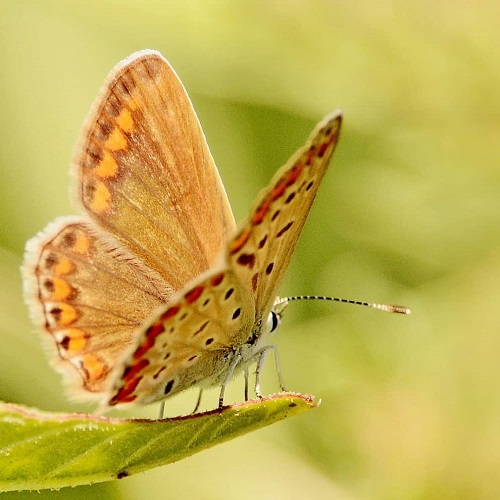 عکس پروانه رنگارنگ