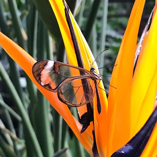 عکس پروانه رنگارنگ