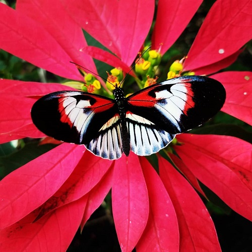 عکس پروفایل پروانه های زیبا