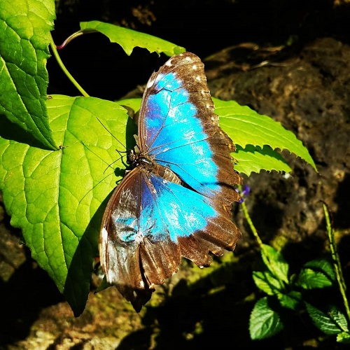 عکس پروفایل پروانه آبی
