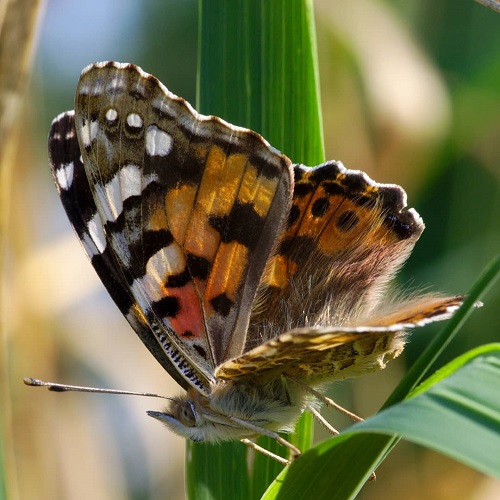 عکس پروانه رنگارنگ