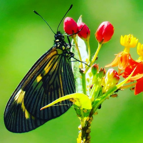 عکس پروانه رنگارنگ