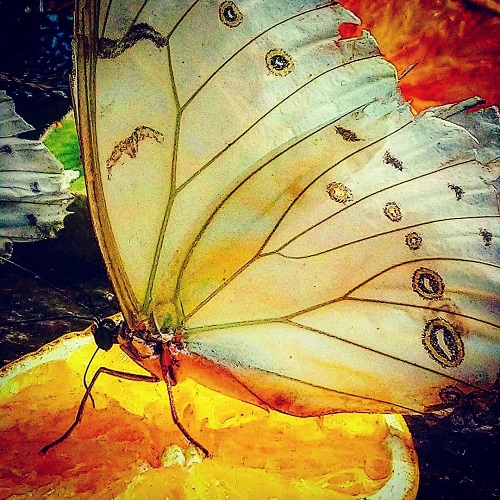 عکس پروانه رنگارنگ