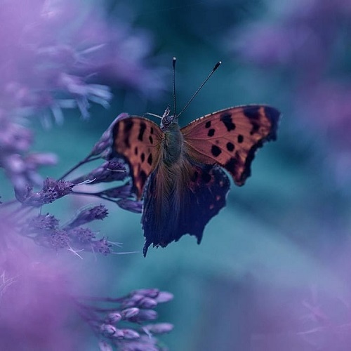 عکس پروانه رنگارنگ