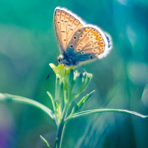 عکس پروانه کوچک