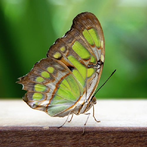 عکس پروانه رنگارنگ