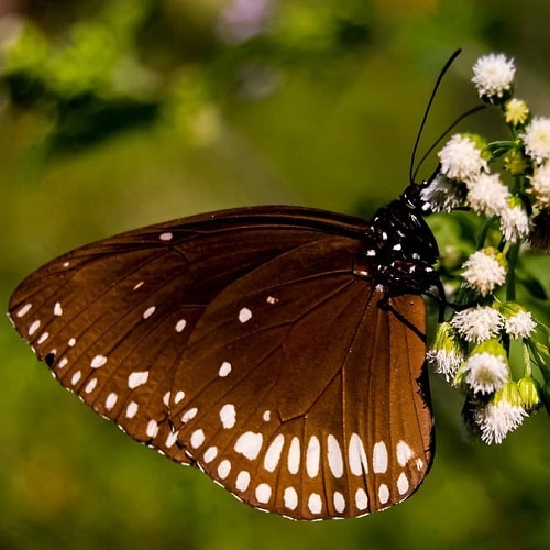 عکس پروانه رنگارنگ