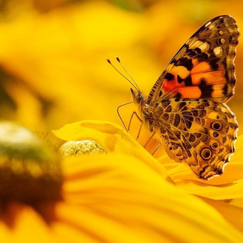 عکس پروانه رنگارنگ