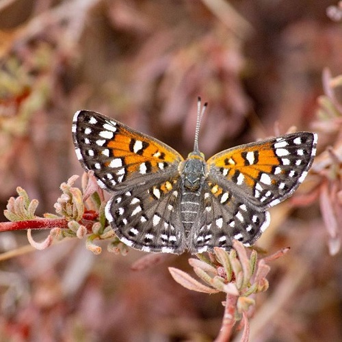 عکس پروانه رنگارنگ