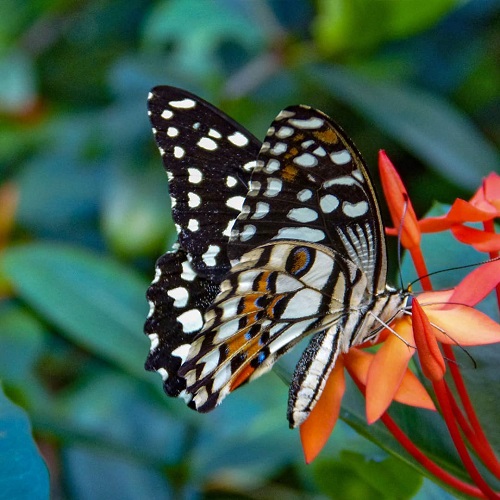 عکس پروانه زیبا