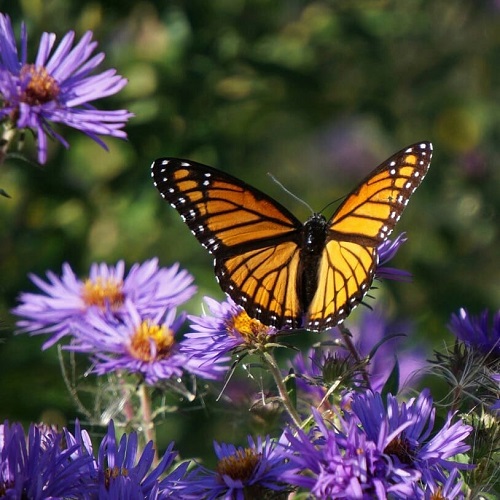 عکس پروانه رنگارنگ