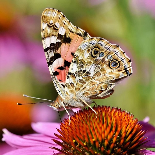 عکس پروانه رنگارنگ